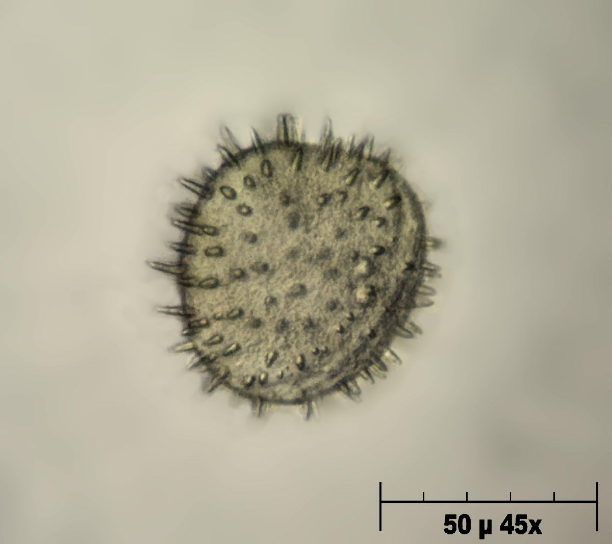 Nuphar luteum  -  polline